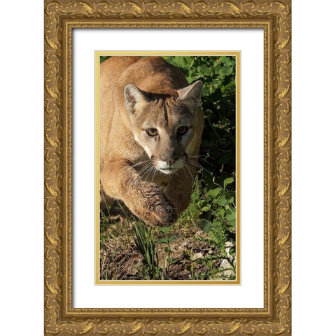 Mountain lion stalking-Puma concolor-Captive Gold Ornate Wood Framed Art Print with Double Matting by Jones, Adam