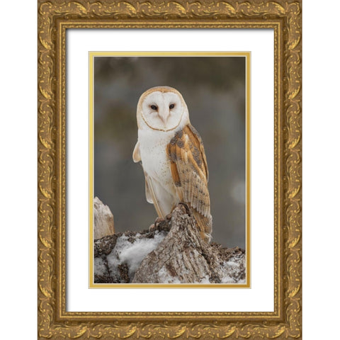 Barn owl-Tyto alba-controlled situation-Montana Gold Ornate Wood Framed Art Print with Double Matting by Jones, Adam