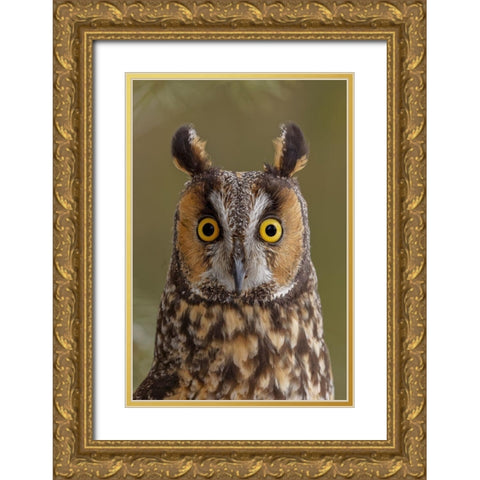 Long-eared owl-Asio otus-controlled situation-Montana Gold Ornate Wood Framed Art Print with Double Matting by Jones, Adam