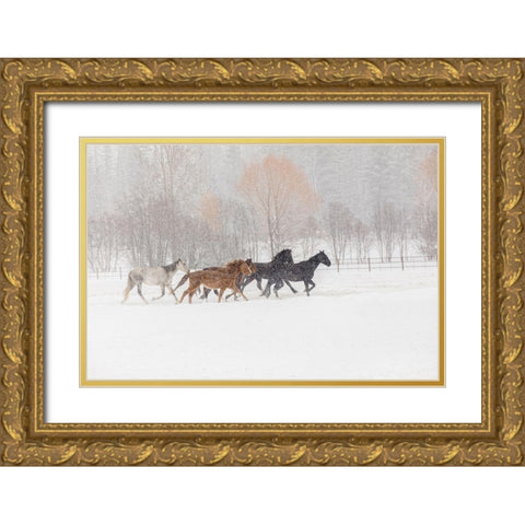 Horses during winter roundup-Kalispell-Montana Gold Ornate Wood Framed Art Print with Double Matting by Jones, Adam