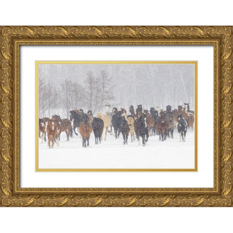 Horses during winter roundup-Kalispell-Montana Gold Ornate Wood Framed Art Print with Double Matting by Jones, Adam