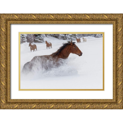 Horses running through fresh snow during roundup-Kalispell-Montana Gold Ornate Wood Framed Art Print with Double Matting by Jones, Adam