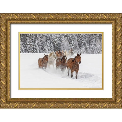 Horses running through fresh snow during roundup-Kalispell-Montana Gold Ornate Wood Framed Art Print with Double Matting by Jones, Adam