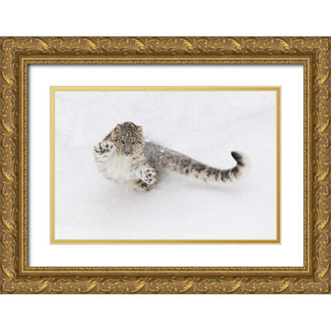 Snow leopard-Panthera uncia controlled situation-Montana Gold Ornate Wood Framed Art Print with Double Matting by Jones, Adam