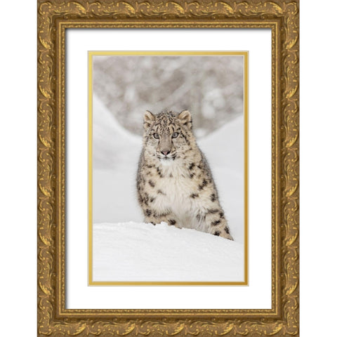 Snow leopard-Panthera uncia controlled situation-Montana Gold Ornate Wood Framed Art Print with Double Matting by Jones, Adam