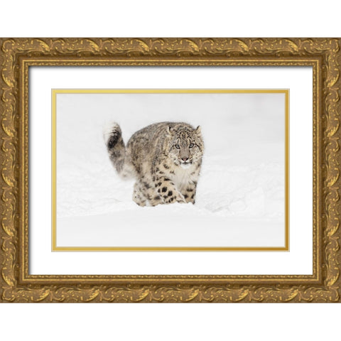 Snow leopard-Panthera uncia controlled situation-Montana Gold Ornate Wood Framed Art Print with Double Matting by Jones, Adam