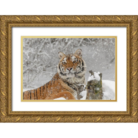 Siberian tiger in winter-Panthera tigris Tigris controlled situation-Montana Gold Ornate Wood Framed Art Print with Double Matting by Jones, Adam