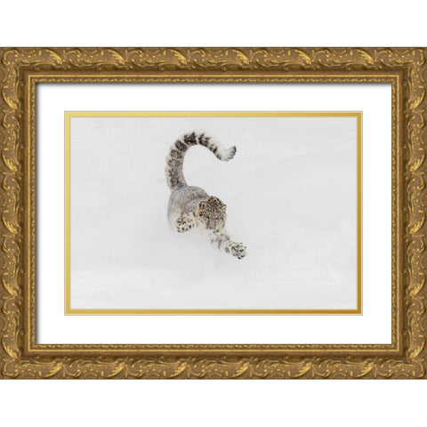Snow leopard-running through snow-Panthera uncia controlled situation-Montana Gold Ornate Wood Framed Art Print with Double Matting by Jones, Adam
