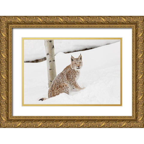 Siberian lynx in winter-Lynx lynx Wrangel controlled situation Gold Ornate Wood Framed Art Print with Double Matting by Jones, Adam