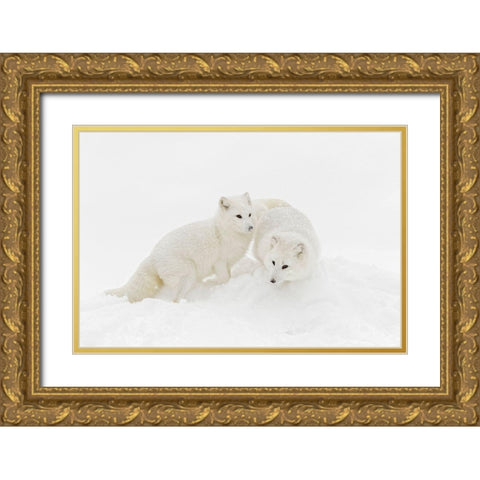 Arctic fox in winter coat on snow-Vulpes lagopus-controlled situation Gold Ornate Wood Framed Art Print with Double Matting by Jones, Adam