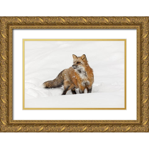 Red fox in fresh winter snow-Vulpes vulpes-controlled situation-Montana Gold Ornate Wood Framed Art Print with Double Matting by Jones, Adam
