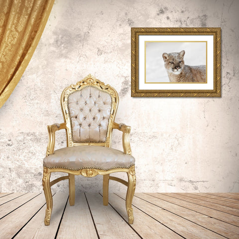 Juvenile mountain lion in deep winter snow-controlled situation-Montana-Puma concolor Gold Ornate Wood Framed Art Print with Double Matting by Jones, Adam