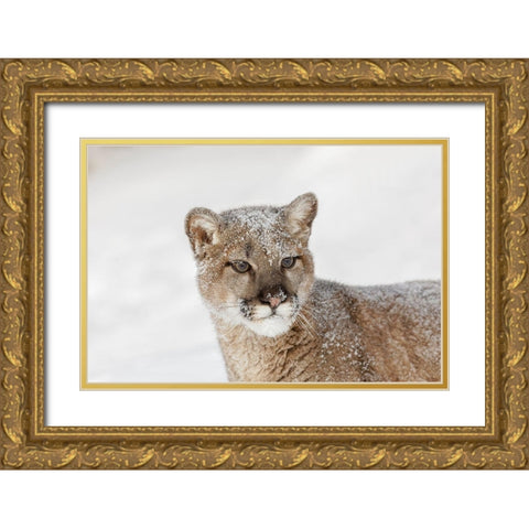 Juvenile mountain lion in deep winter snow-controlled situation-Montana-Puma concolor Gold Ornate Wood Framed Art Print with Double Matting by Jones, Adam