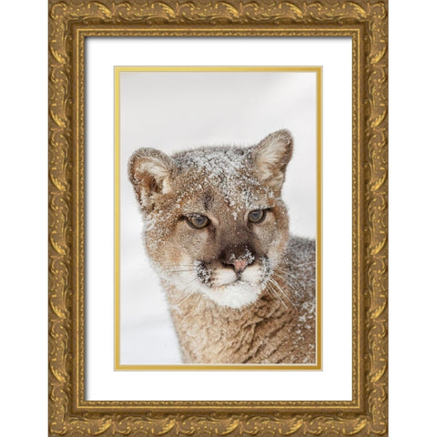 Juvenile mountain lion in deep winter snow-controlled situation-Montana-Puma concolor Gold Ornate Wood Framed Art Print with Double Matting by Jones, Adam