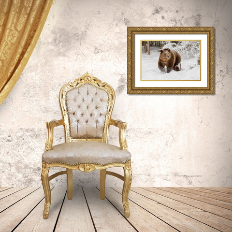 Grizzly bear in deep winter snow-Ursus arctic-controlled situation-Montana Gold Ornate Wood Framed Art Print with Double Matting by Jones, Adam