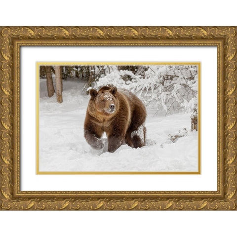 Grizzly bear in deep winter snow-Ursus arctic-controlled situation-Montana Gold Ornate Wood Framed Art Print with Double Matting by Jones, Adam