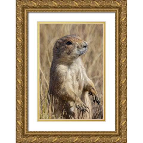Black-tailed prairie dog-Greycliff Prairie Dog Town State Park-near Livingston-Montana Gold Ornate Wood Framed Art Print with Double Matting by Jones, Adam