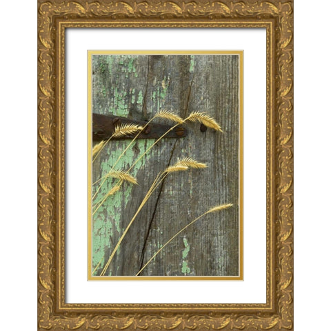USA, Montana Grasses on old fence of a homestead Gold Ornate Wood Framed Art Print with Double Matting by Rotenberg, Nancy