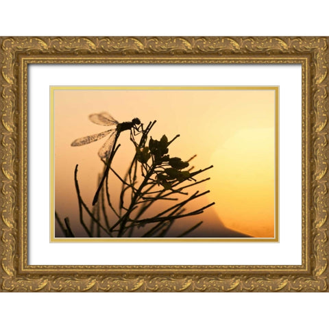 MT, Lee Metcalf NWR Silhouette of damselfly Gold Ornate Wood Framed Art Print with Double Matting by Rotenberg, Nancy