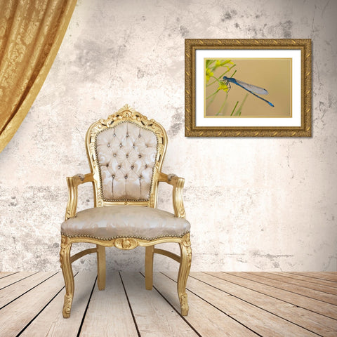MT, Lee Metcalf NWR Blue damselfly on plant Gold Ornate Wood Framed Art Print with Double Matting by Rotenberg, Nancy