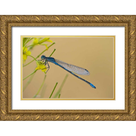 MT, Lee Metcalf NWR Blue damselfly on plant Gold Ornate Wood Framed Art Print with Double Matting by Rotenberg, Nancy