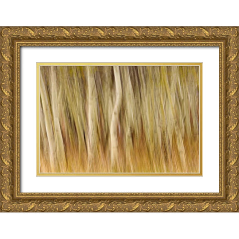 USA, Montana Abstract of aspen forest Gold Ornate Wood Framed Art Print with Double Matting by Paulson, Don