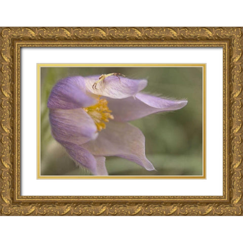 MT, Crab spider on a pasque flower Gold Ornate Wood Framed Art Print with Double Matting by Paulson, Don