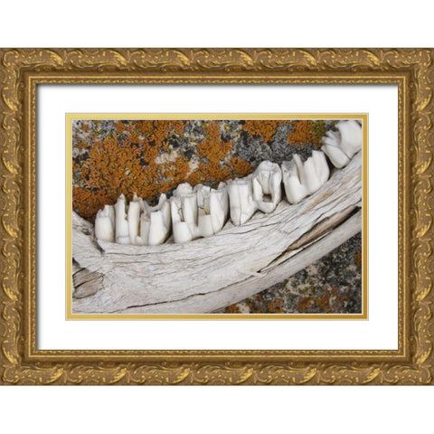 MT Weathered jaw bone of deer and lichen on rock Gold Ornate Wood Framed Art Print with Double Matting by Paulson, Don