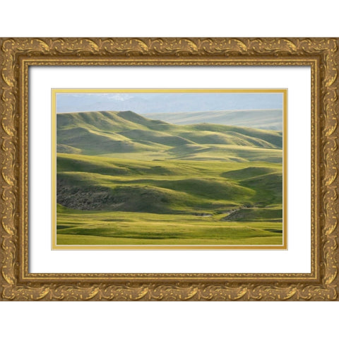 MT, Rocky Mt, Green hills east of Great Falls Gold Ornate Wood Framed Art Print with Double Matting by Paulson, Don