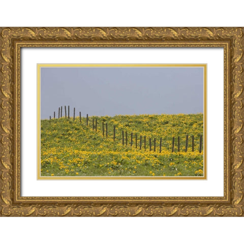 MT, Rocky Mts Balsamroot in field with fence Gold Ornate Wood Framed Art Print with Double Matting by Paulson, Don