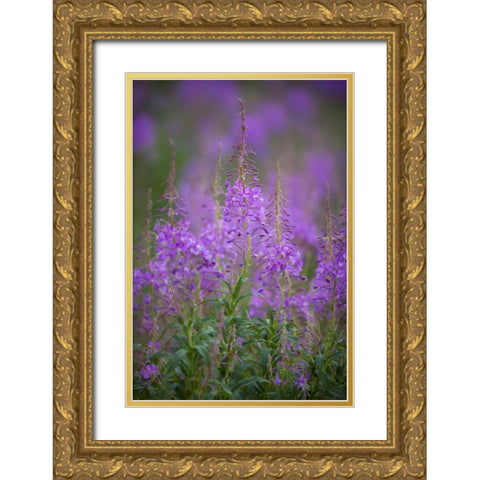 USA, Montana, Glacier NP Wild fireweed blossoms Gold Ornate Wood Framed Art Print with Double Matting by Grall, Don