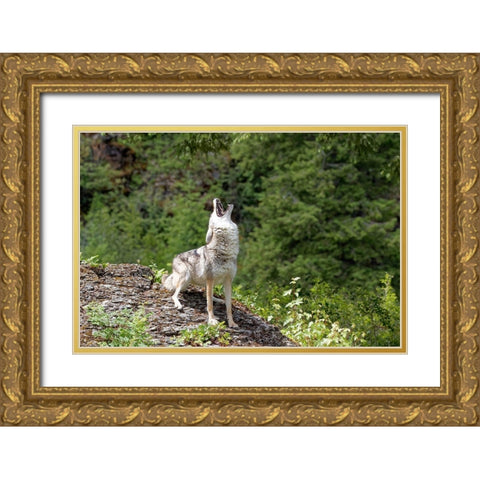 Montana Coyote howling in controlled environment Gold Ornate Wood Framed Art Print with Double Matting by Jaynes Gallery