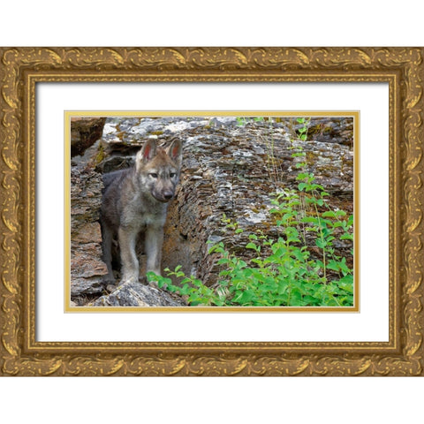 Montana Red fox pup close-up in controlled environment Gold Ornate Wood Framed Art Print with Double Matting by Jaynes Gallery