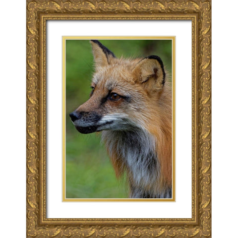 Montana Red fox close-up in controlled environment Gold Ornate Wood Framed Art Print with Double Matting by Jaynes Gallery