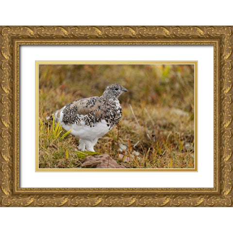 USA-Montana-Glacier National Park White-tailed ptarmigan in autumn Gold Ornate Wood Framed Art Print with Double Matting by Jaynes Gallery