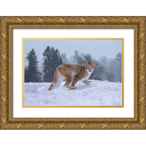 USA- Montana. Captive bobcat in snow. Gold Ornate Wood Framed Art Print with Double Matting by Jaynes Gallery