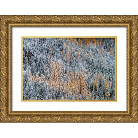 Fresh snowfall on autumn larch trees on Columbia Mountain in Columbia Falls-Montana-USA Gold Ornate Wood Framed Art Print with Double Matting by Haney, Chuck