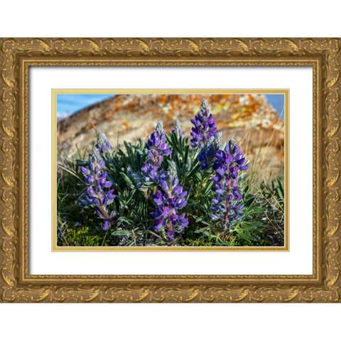 Lupine wildflowers along the Rocky Mountain Front near Choteau-Montana-USA Gold Ornate Wood Framed Art Print with Double Matting by Haney, Chuck