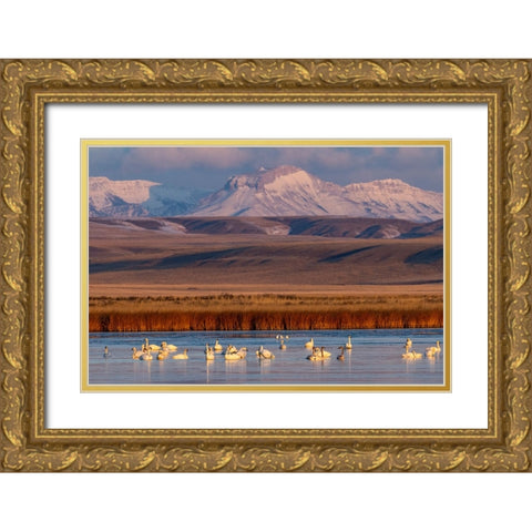 Tundra Swans with Ear Mountain in background during spring migration at Freezeout Lake Wildlife Man Gold Ornate Wood Framed Art Print with Double Matting by Haney, Chuck