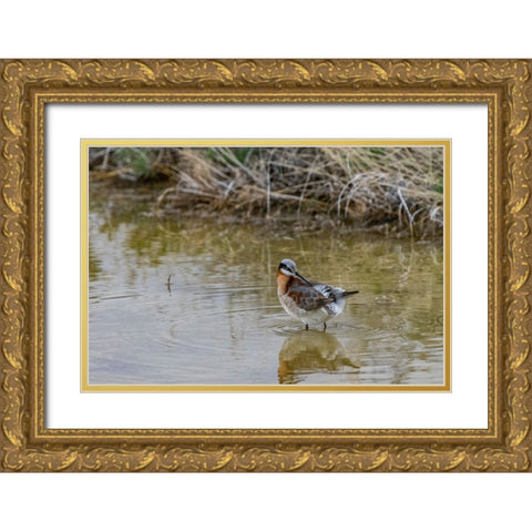 Wilsons Phalarope at Freezeout Lake Wildlife Management Area near Fairfield-Montana-USA Gold Ornate Wood Framed Art Print with Double Matting by Haney, Chuck