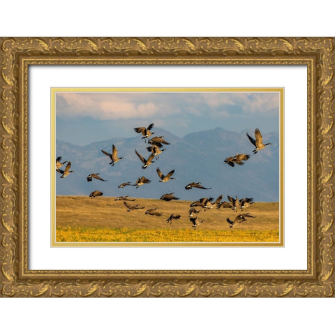 Canada geese take off for flight in the Flathead Valley-Montana-USA Gold Ornate Wood Framed Art Print with Double Matting by Haney, Chuck