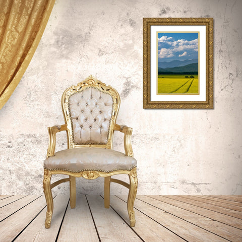 Flowering canola in the Flathead Valley-Montana-USA Gold Ornate Wood Framed Art Print with Double Matting by Haney, Chuck