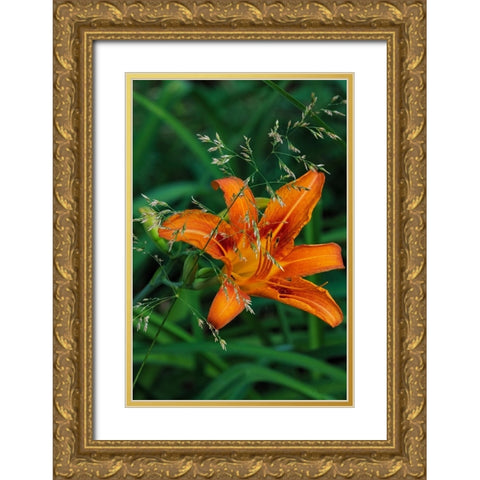 Orange daylily in Whitefish-Montana-USA Gold Ornate Wood Framed Art Print with Double Matting by Haney, Chuck