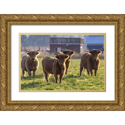 Highland cattle in the Flathead Valley-Montana-USA Gold Ornate Wood Framed Art Print with Double Matting by Haney, Chuck