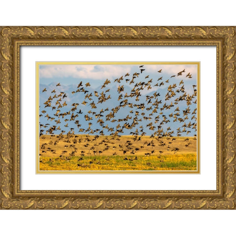 Huge flock of European starlings take flight in the Flathead Valley-Montana-USA Gold Ornate Wood Framed Art Print with Double Matting by Haney, Chuck