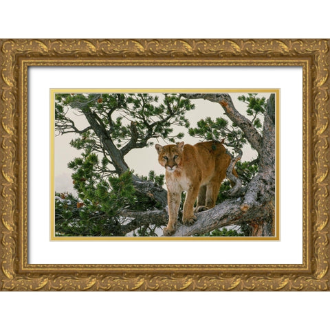 Captive Mountain Lion is perched on Evergreen tree-Montana Gold Ornate Wood Framed Art Print with Double Matting by Garber, Howie
