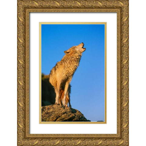 Howling Gray Wolf-Montana Gold Ornate Wood Framed Art Print with Double Matting by Garber, Howie