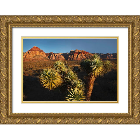 Joshua tree-Yucca brevifolia and sunset on red rocks-Valley of Fire State Park-Nevada Gold Ornate Wood Framed Art Print with Double Matting by Jones, Adam