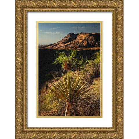 Joshua tree-Yucca brevifolia and sunset on red rocks-Valley of Fire State Park-Nevada Gold Ornate Wood Framed Art Print with Double Matting by Jones, Adam