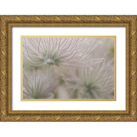 Nevada, Las Vegas, Red Rock Apache plume flowers Gold Ornate Wood Framed Art Print with Double Matting by Kaveney, Wendy
